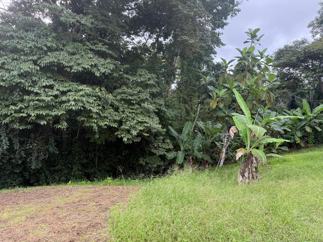 Lote Los Mangos