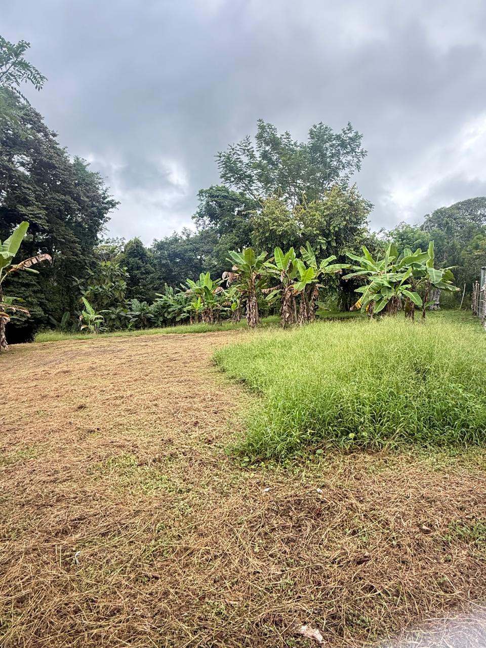 Lote Los Mangos