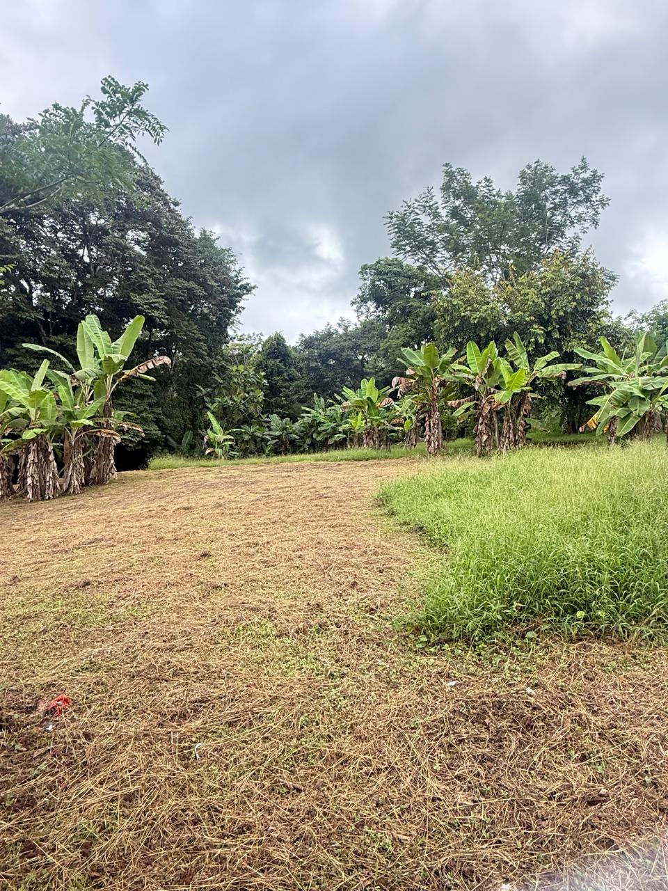 Lote Los Mangos