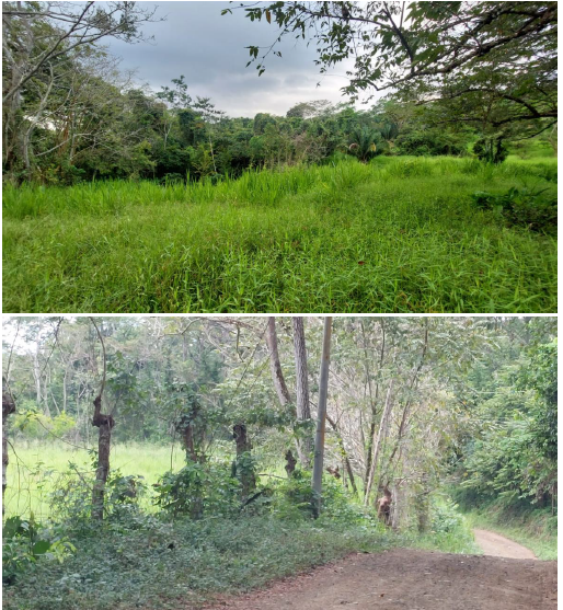 Finca Cabuya