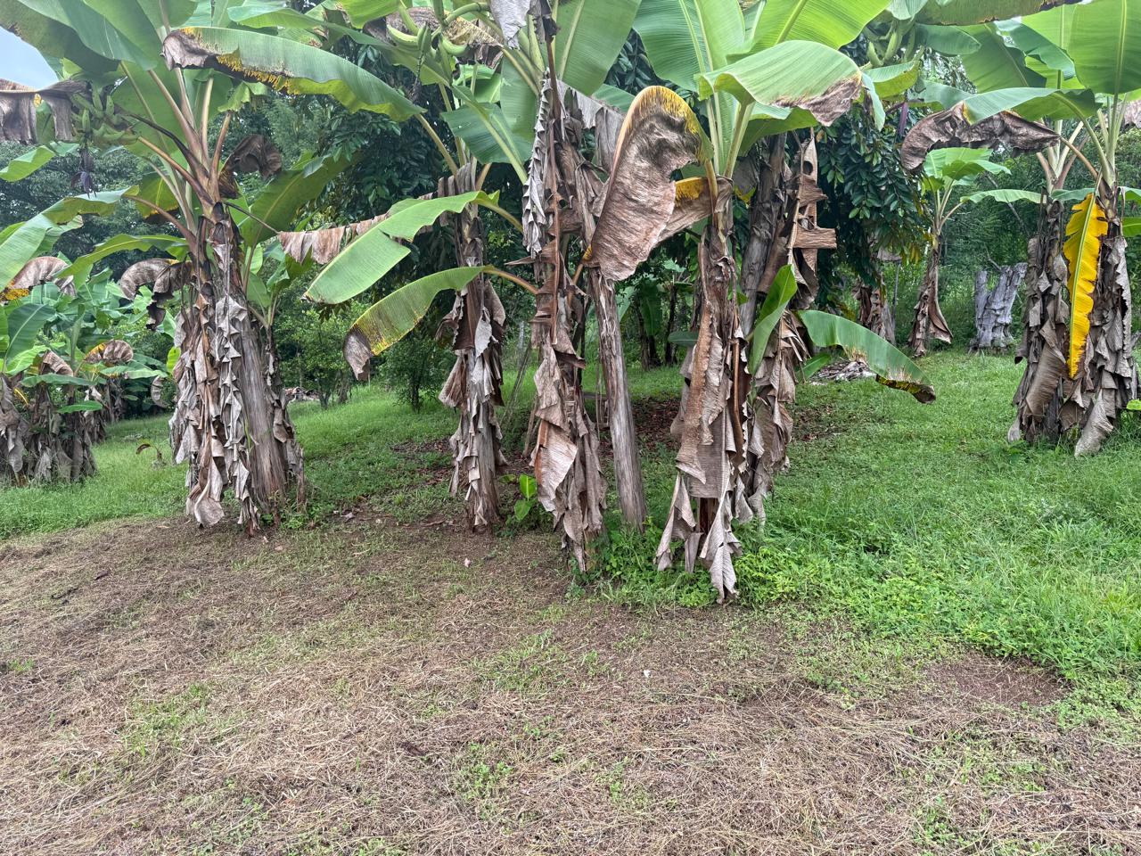 Lote Los Mangos