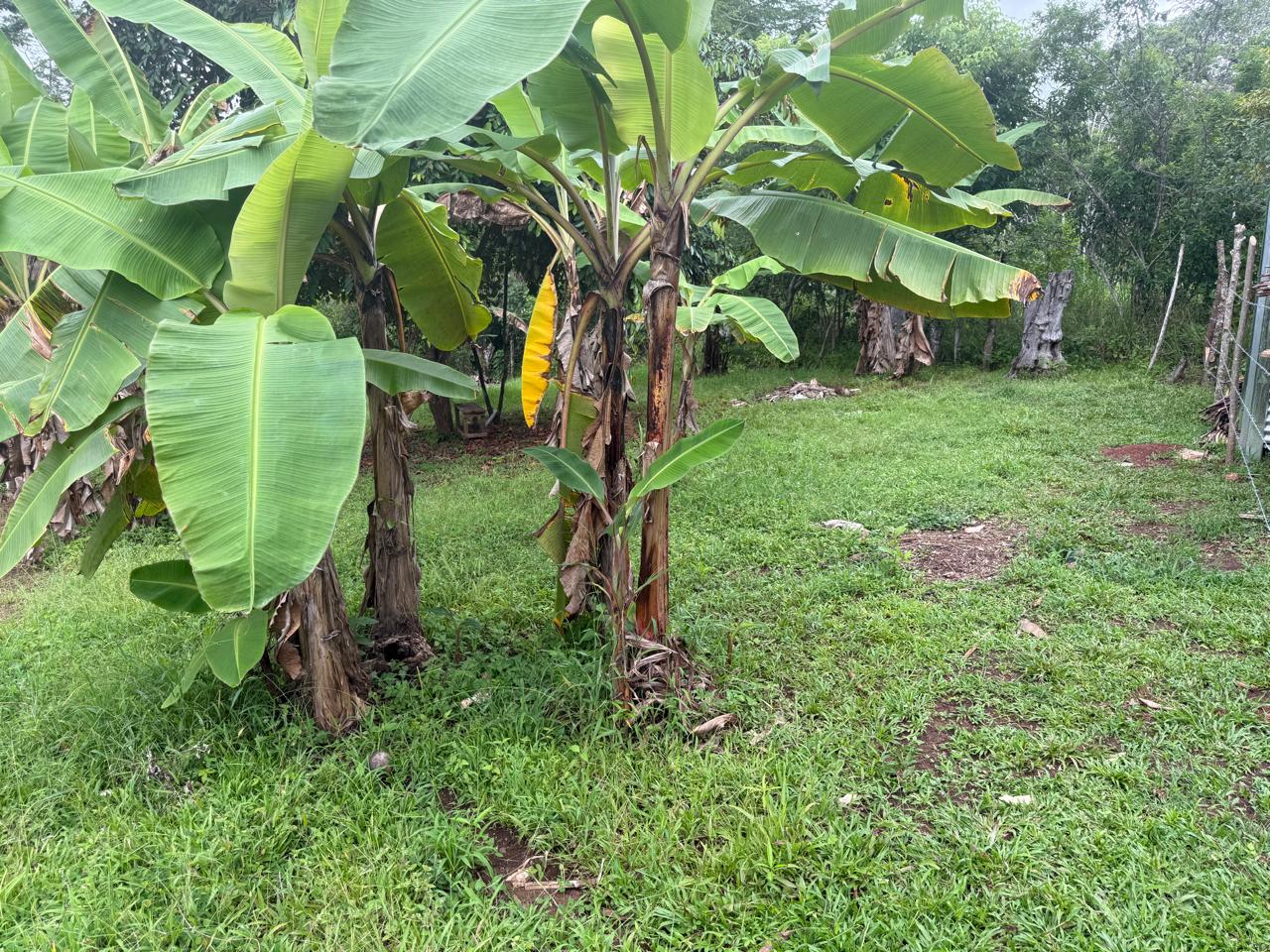 Lote Los Mangos