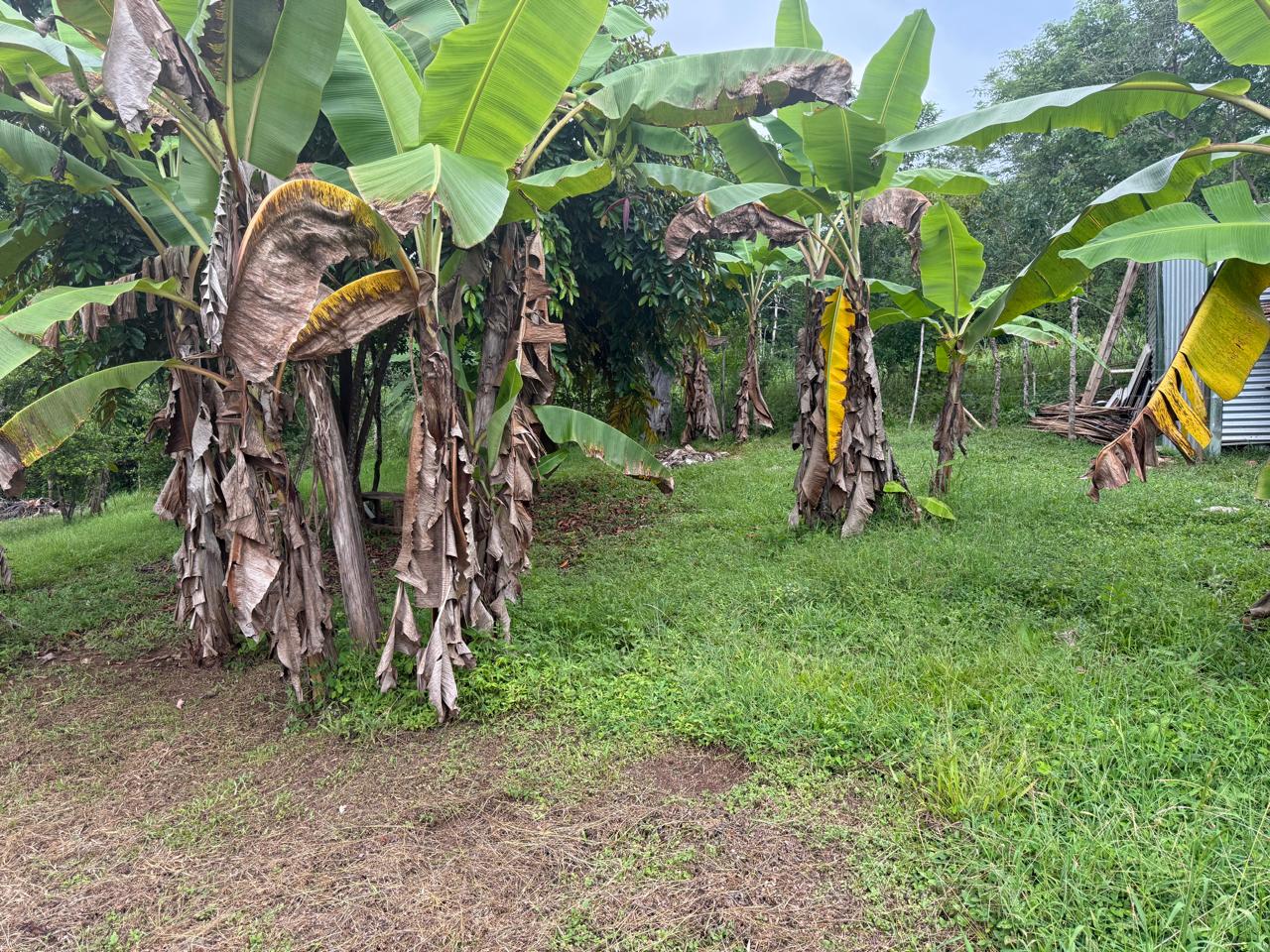 Lote Los Mangos