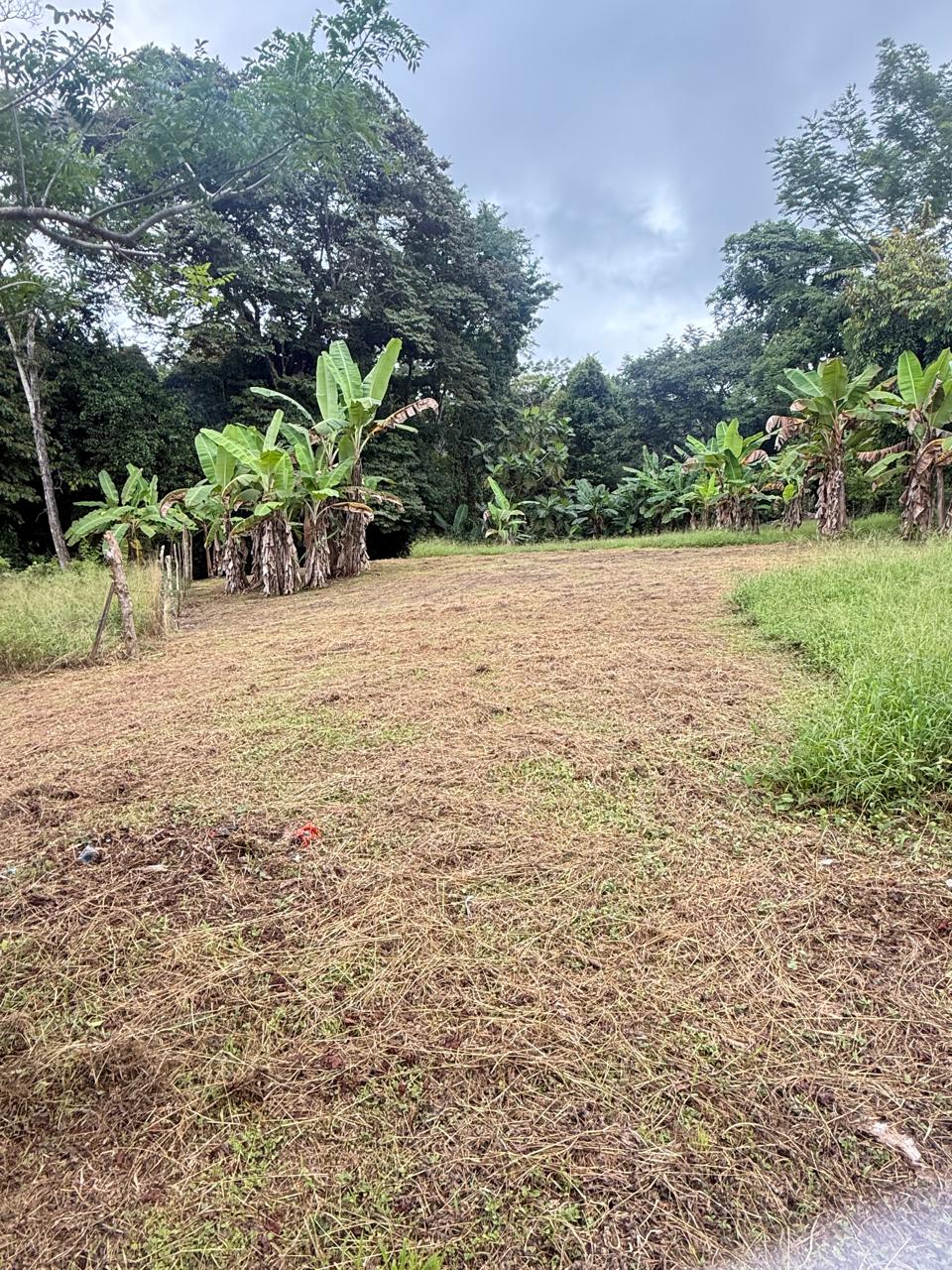Lote Los Mangos