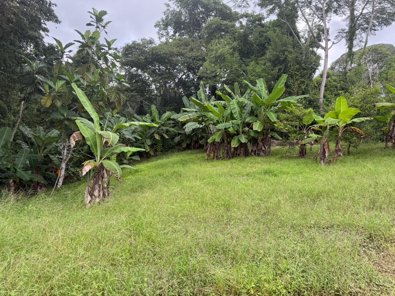 Lote Los Mangos