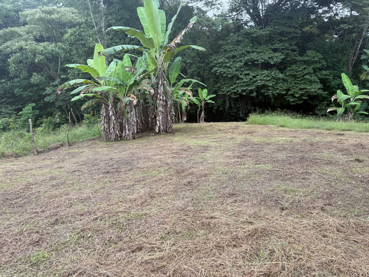 Lote Los Mangos