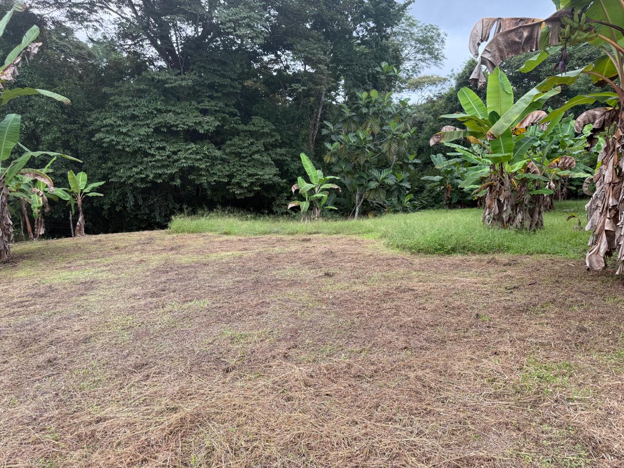 Lote Los Mangos