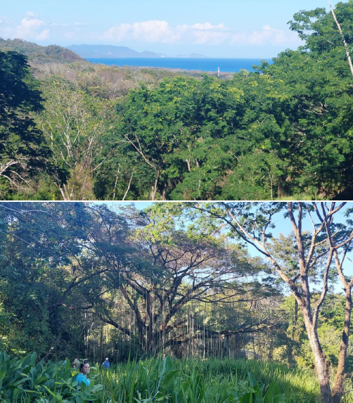 Finca Cabuya