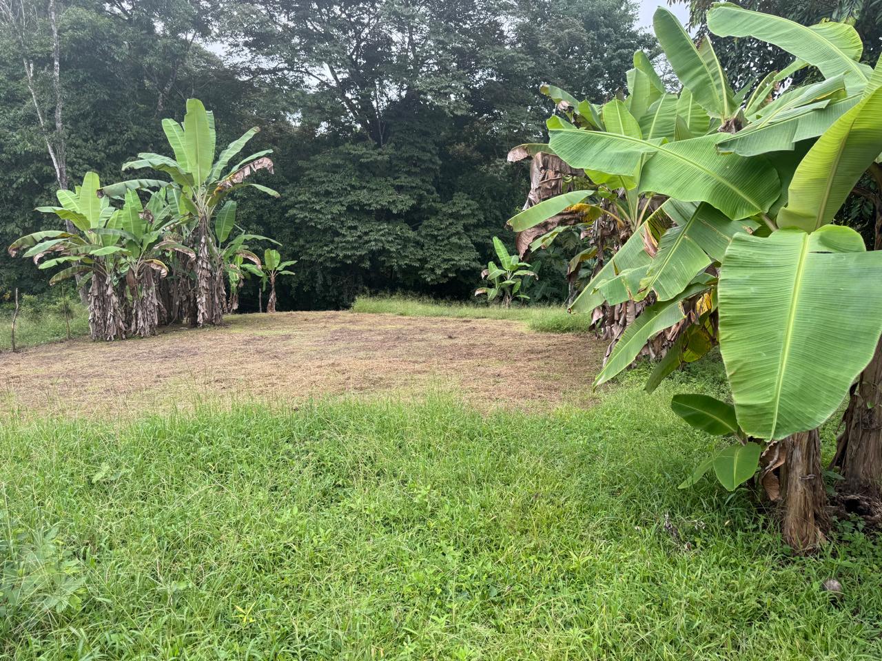 Lote Los Mangos