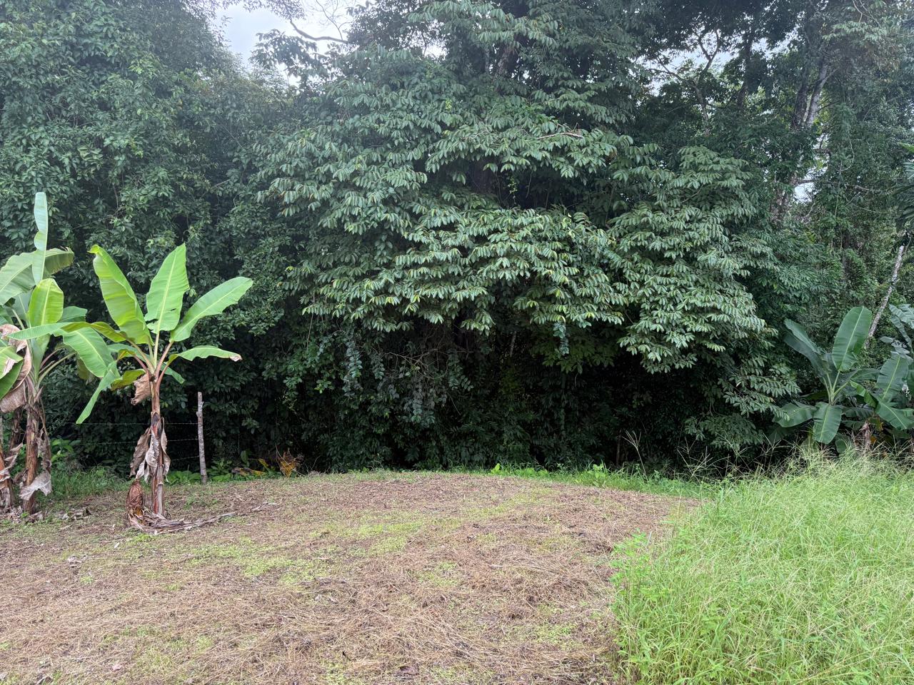 Lote Los Mangos